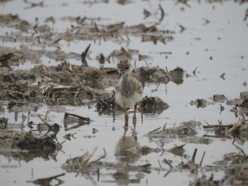 Grey-headed Lapwing 愛知県愛西市立田町 Sat, 4/20/2024