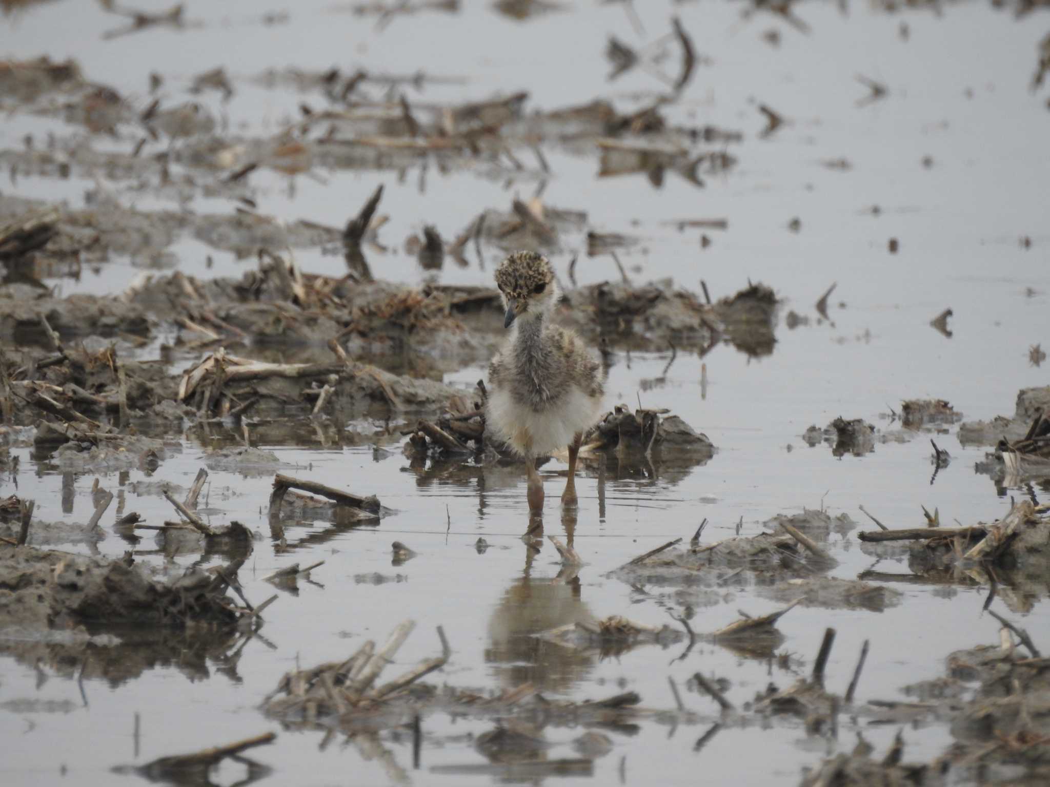 Photo of Grey-headed Lapwing at 愛知県愛西市立田町 by どらお