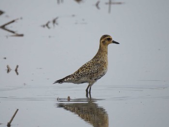 Pacific Golden Plover 愛知県愛西市立田町 Sat, 4/20/2024