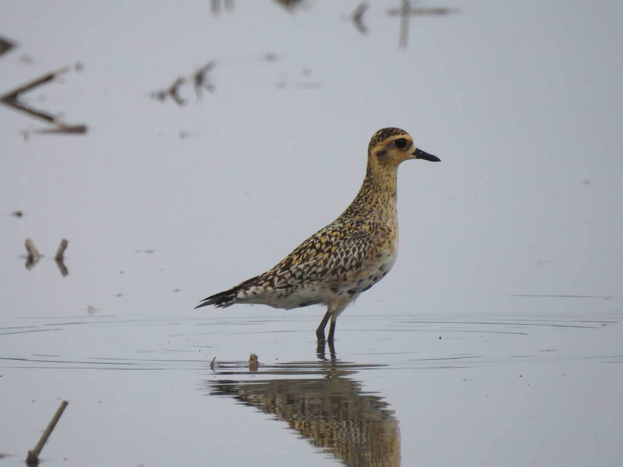Photo of Pacific Golden Plover at 愛知県愛西市立田町 by どらお