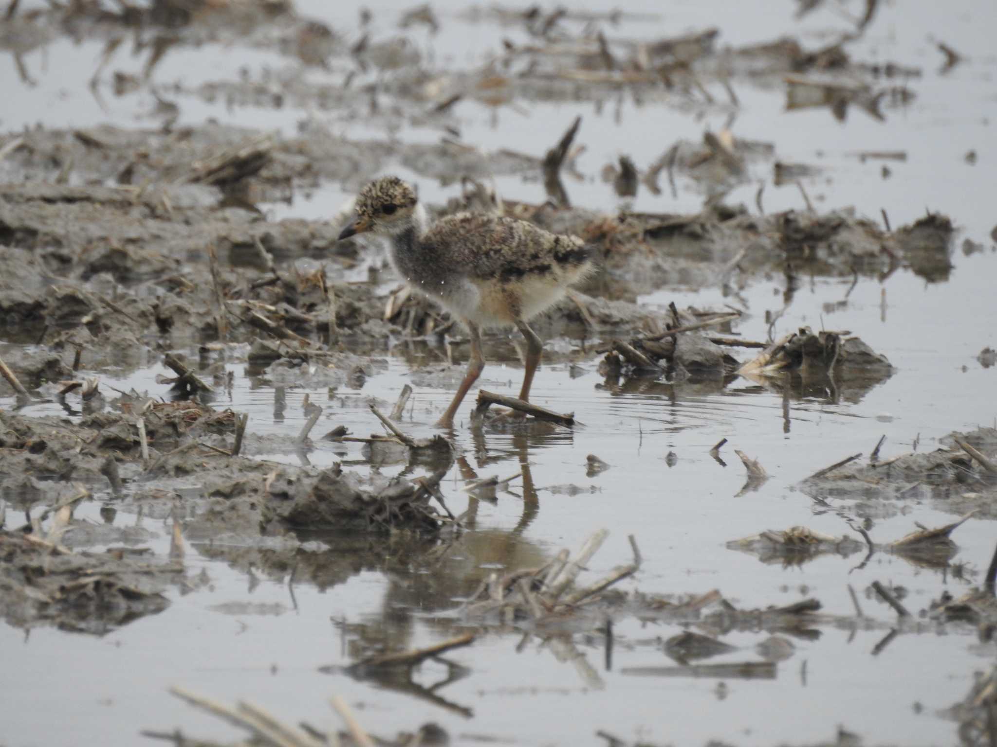 Photo of Grey-headed Lapwing at 愛知県愛西市立田町 by どらお