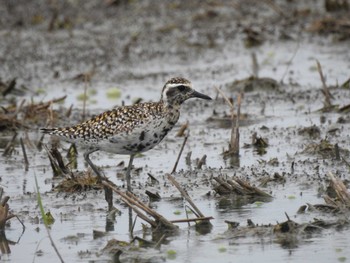 Pacific Golden Plover 愛知県愛西市立田町 Sat, 4/20/2024