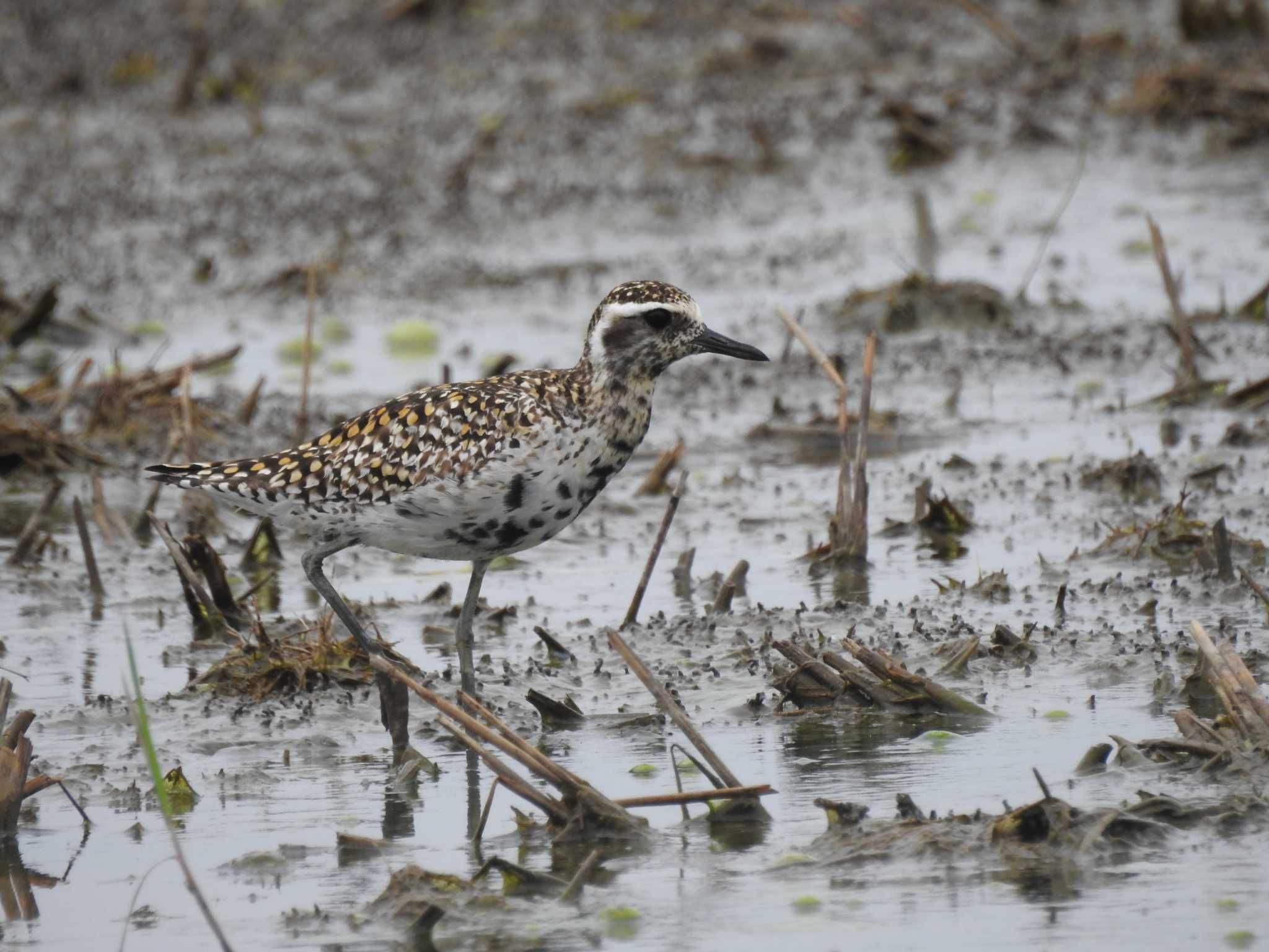 Photo of Pacific Golden Plover at 愛知県愛西市立田町 by どらお