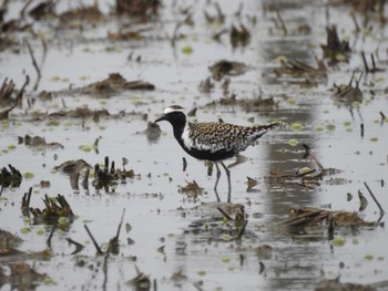 Sat, 4/20/2024 Birding report at 愛知県愛西市立田町