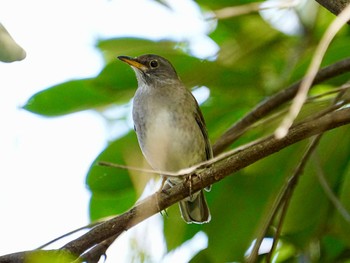 Pale Thrush 柏市水生水辺公園 Wed, 4/10/2024