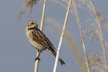 Common Reed Bunting 多摩川 Tue, 4/2/2024