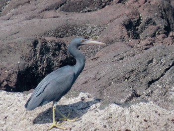 Pacific Reef Heron 真鶴岬 Sat, 4/20/2024