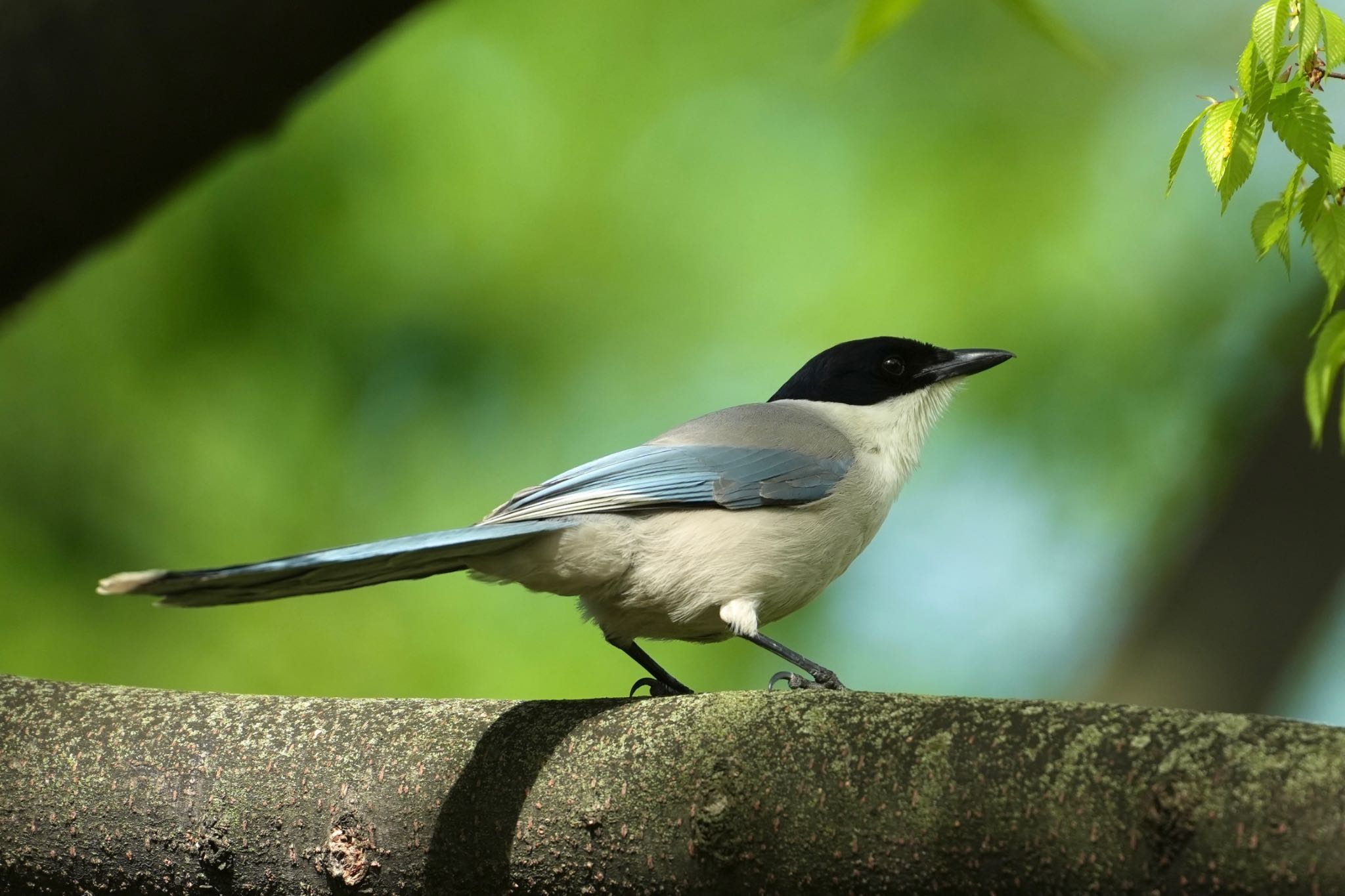 Photo of Azure-winged Magpie at 亀戸中央公園 by あらどん