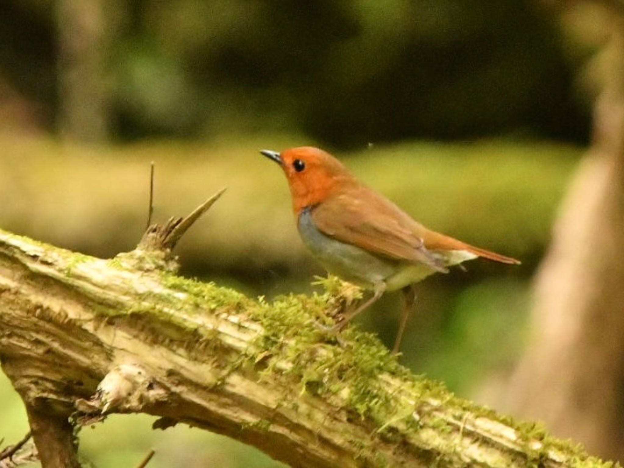 Photo of Japanese Robin at Hayatogawa Forest Road by 鳥民グ