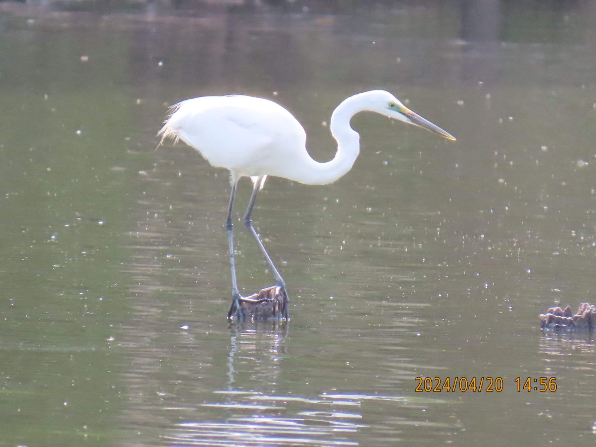 Great Egret