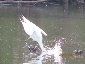 ダイサギ 井頭公園 2024年4月20日(土)