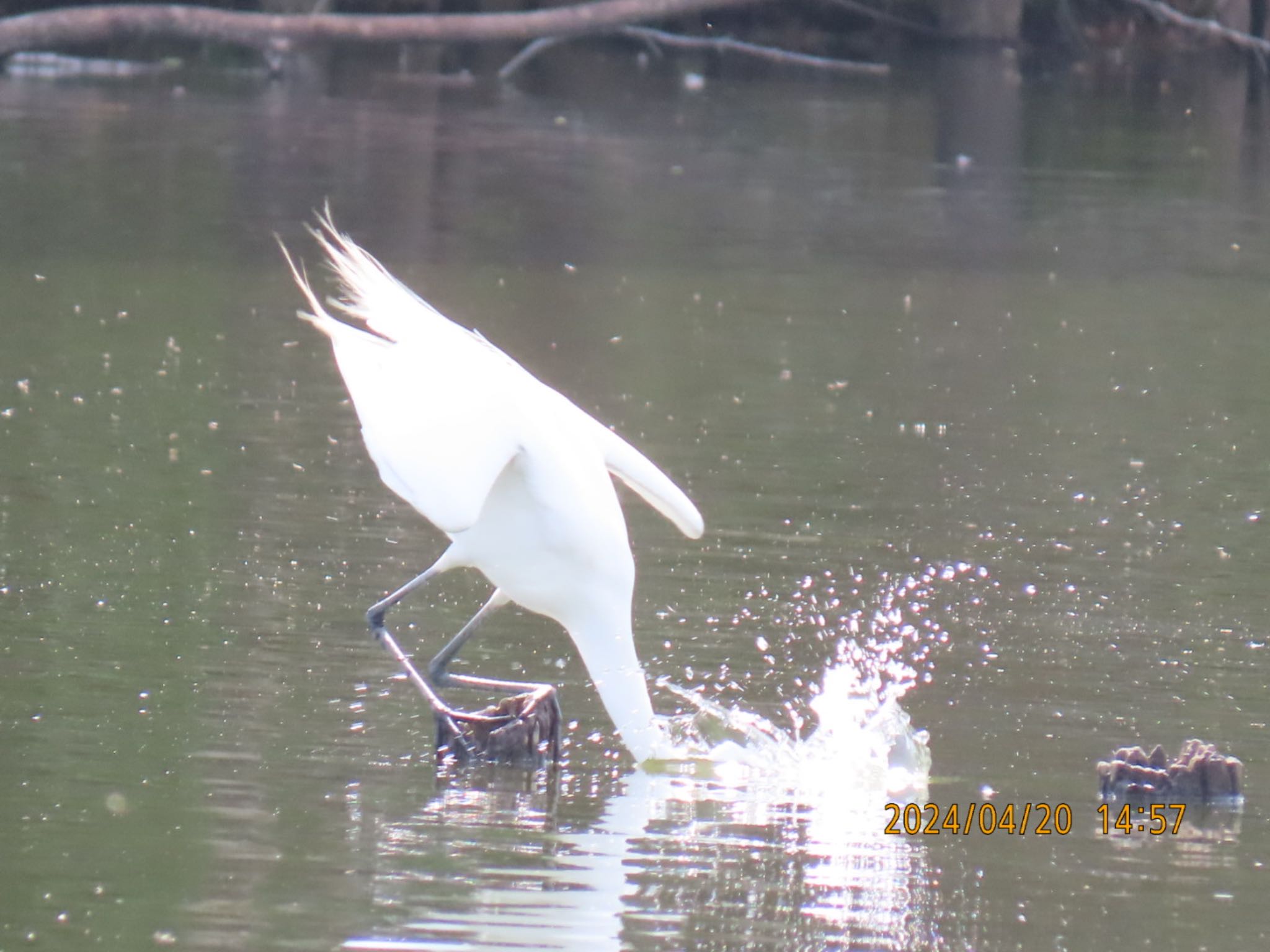 Great Egret