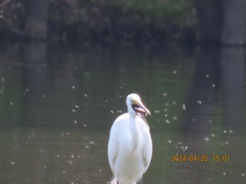 ダイサギ 井頭公園 2024年4月20日(土)