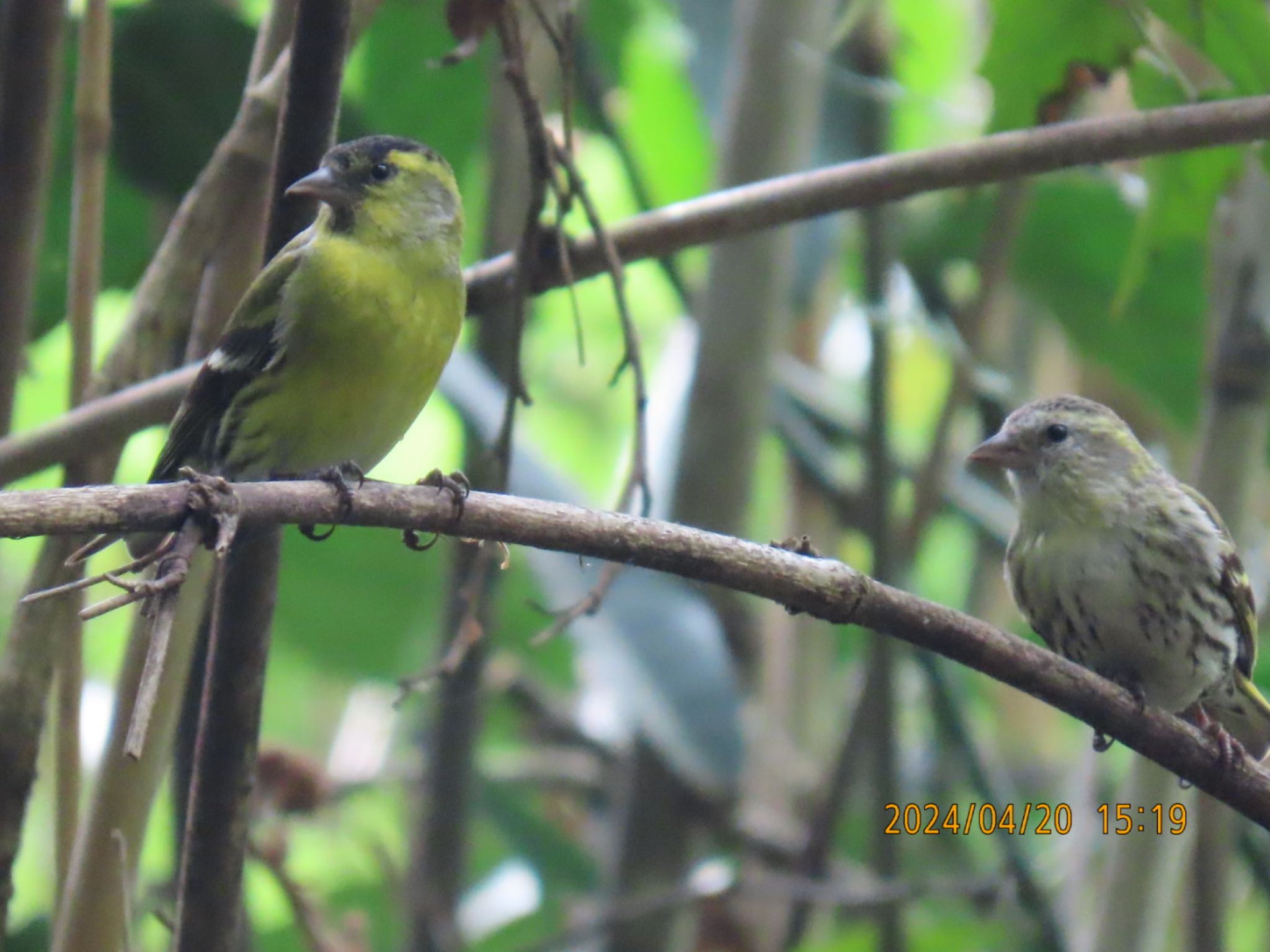 Eurasian Siskin