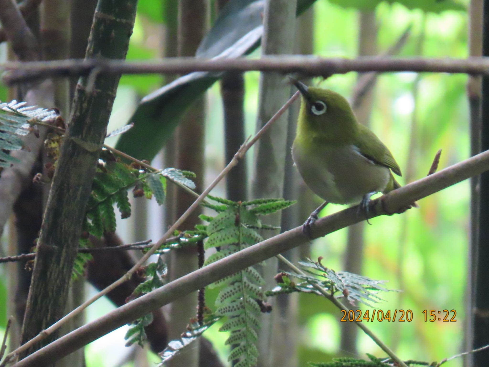 Warbling White-eye