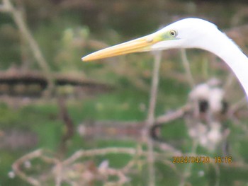 ダイサギ 井頭公園 2024年4月20日(土)