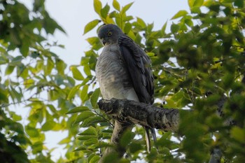 Japanese Sparrowhawk 洗足池(大田区) Sun, 11/20/2022