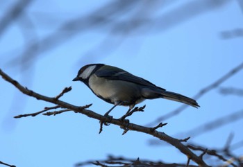 シジュウカラ 洗足池(大田区) 2022年11月20日(日)