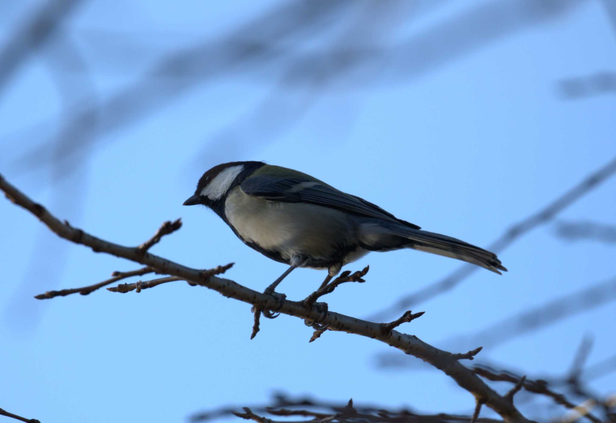 Photo of Japanese Tit at 洗足池(大田区) by na san