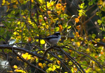 Long-tailed Tit 洗足池(大田区) Sun, 11/20/2022