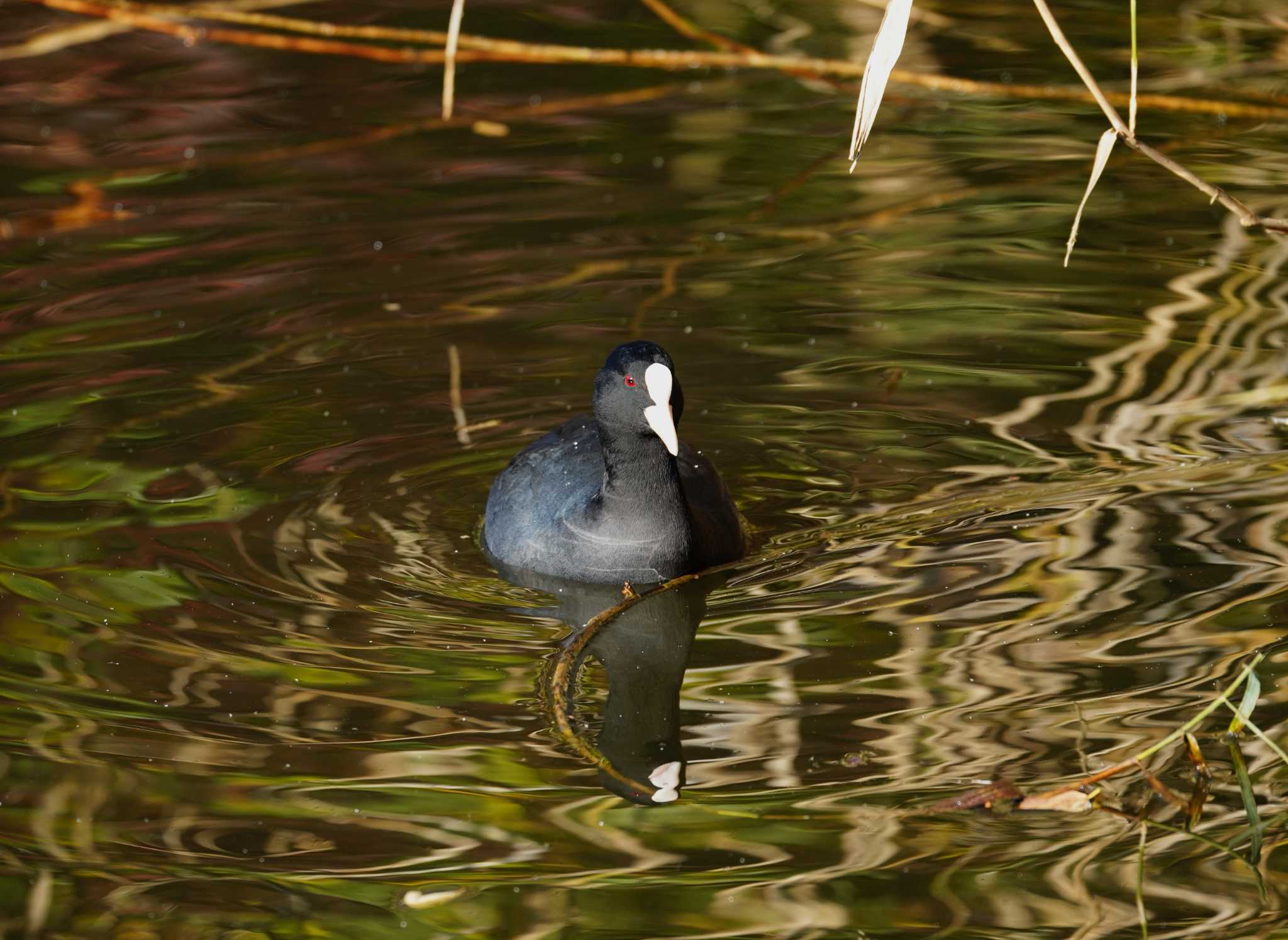 Photo of Eurasian Coot at 洗足池(大田区) by na san