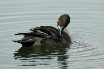 Northern Pintail 洗足池(大田区) Sun, 11/20/2022