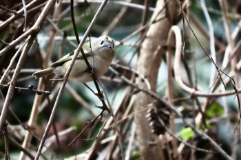 キクイタダキ 高松の池 2024年1月30日(火)