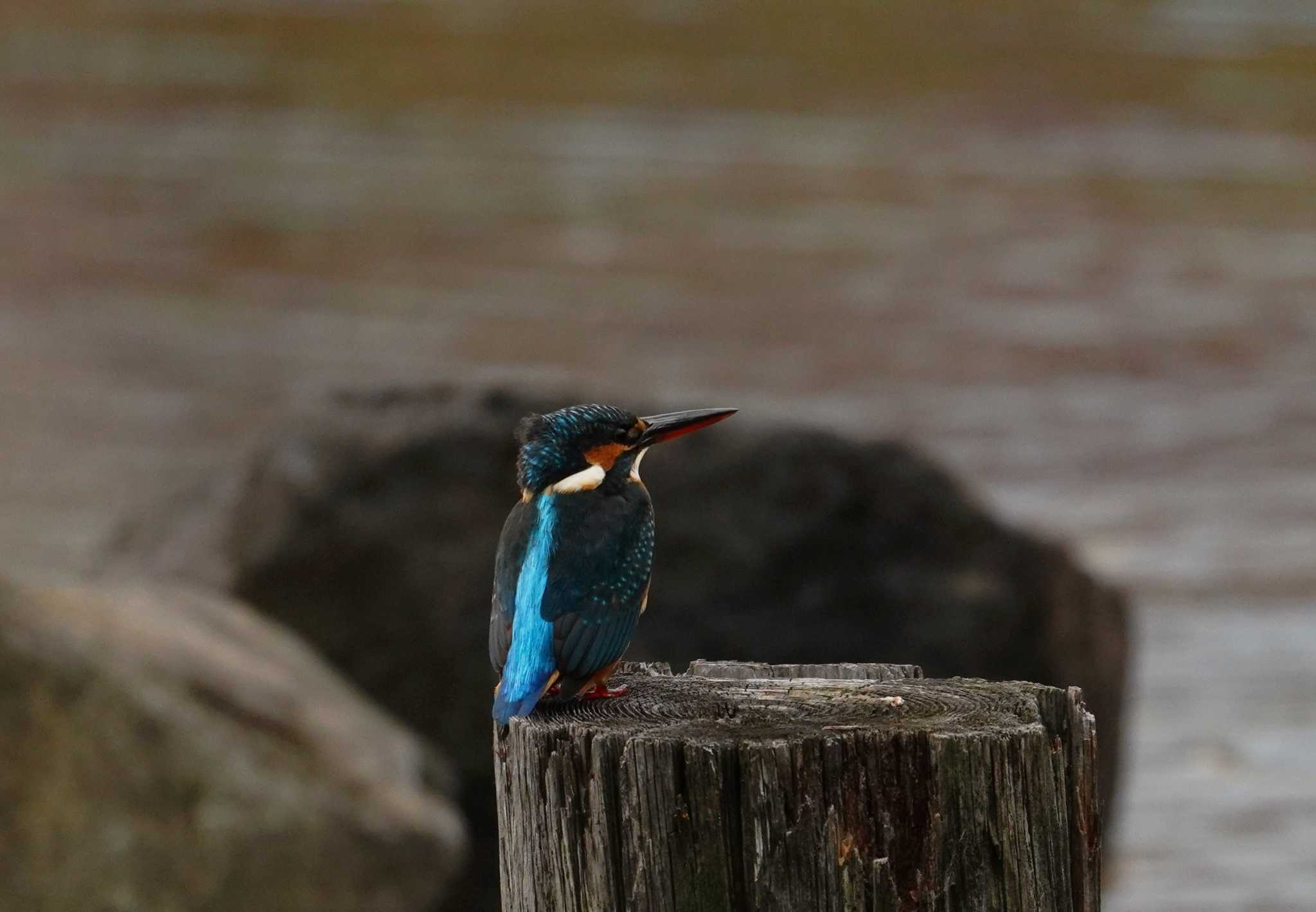 Photo of Common Kingfisher at 洗足池(大田区) by na san