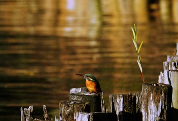 Common Kingfisher 洗足池(大田区) Sun, 11/20/2022