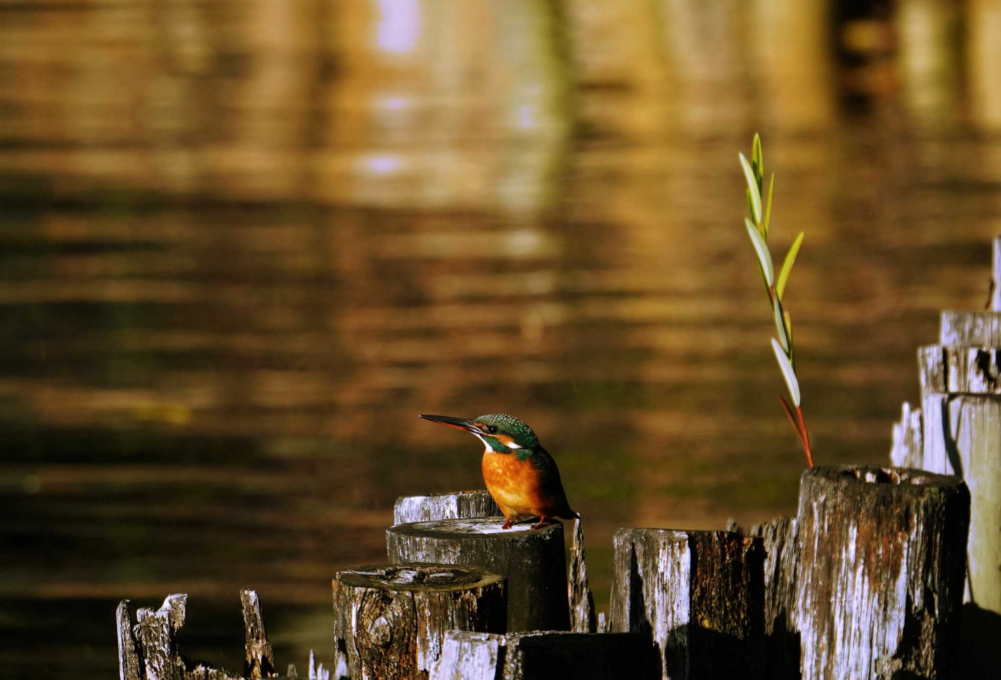 Photo of Common Kingfisher at 洗足池(大田区) by na san