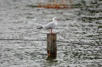 ユリカモメ 洗足池(大田区) 2022年11月20日(日)