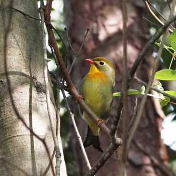 Red-billed Leiothrix 姫路市自然観察の森 Fri, 4/19/2024