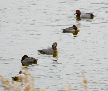 Common Pochard 洗足池(大田区) Sun, 11/20/2022