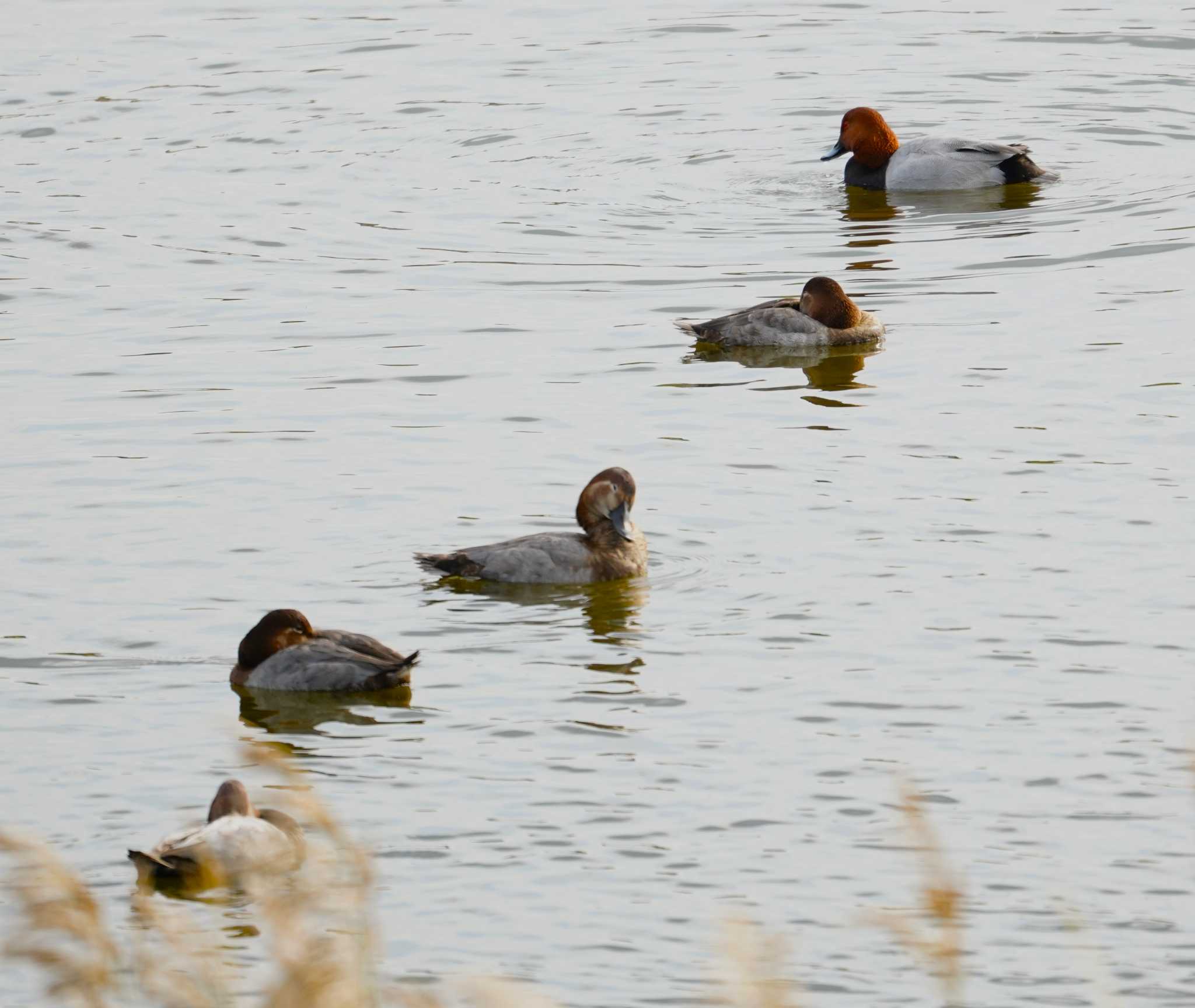 Photo of Common Pochard at 洗足池(大田区) by na san