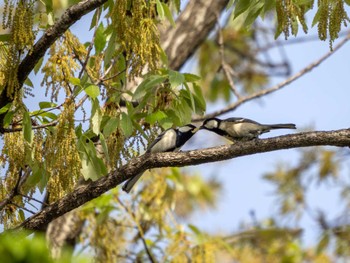 Japanese Tit 小山市 Sat, 4/20/2024