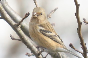 Siberian Long-tailed Rosefinch 盛岡市 Sun, 1/28/2024