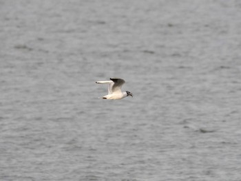 Black-headed Gull North Inba Swamp Sat, 4/20/2024