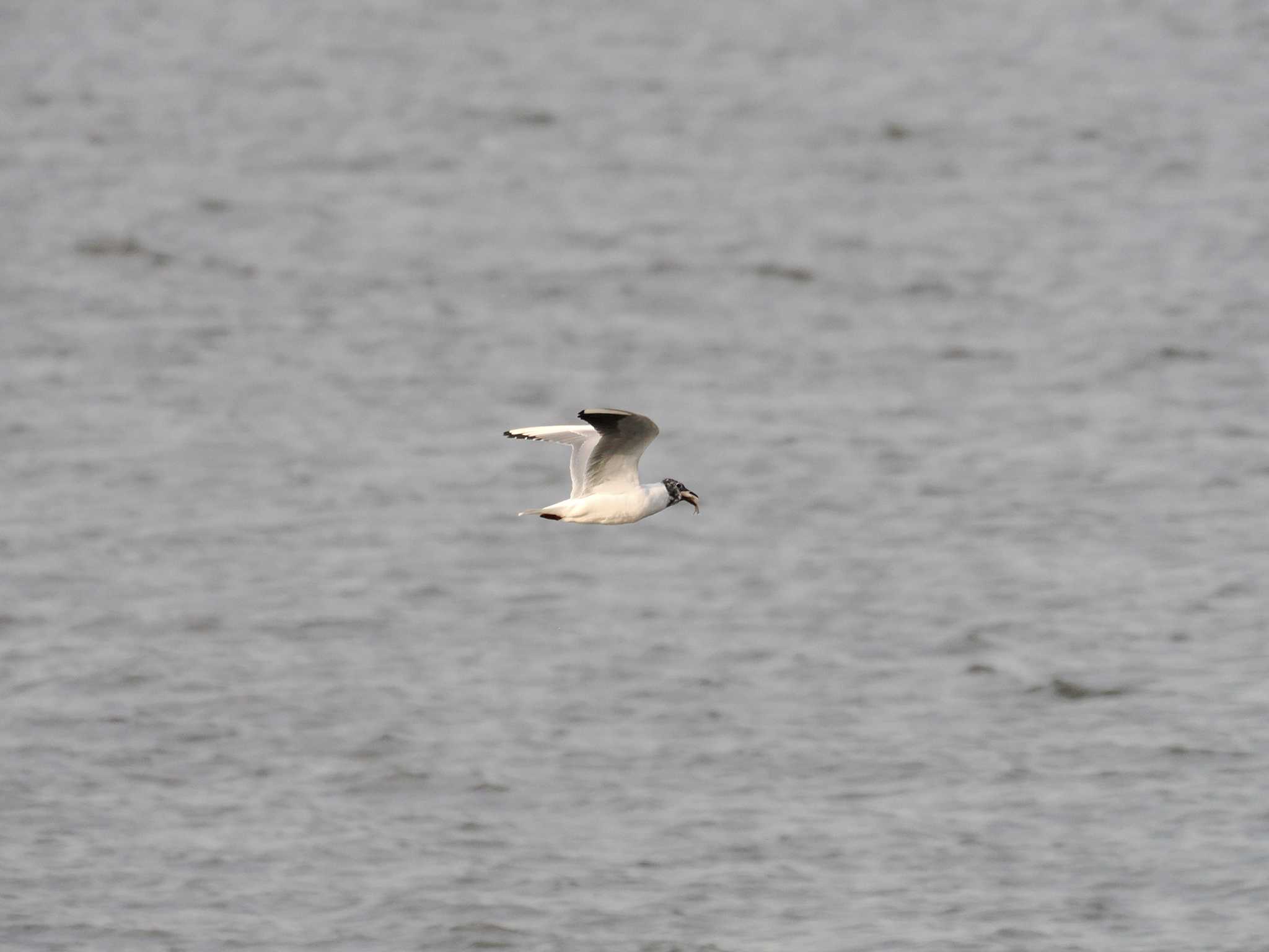 Photo of Black-headed Gull at North Inba Swamp by アカウント11554