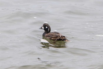 Harlequin Duck 茨城県ひたちなか市 Sat, 4/20/2024