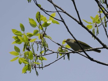 Eastern Crowned Warbler Hayatogawa Forest Road Sat, 4/20/2024