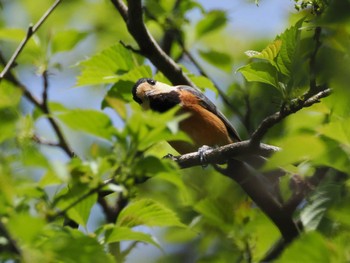 Varied Tit Hayatogawa Forest Road Sat, 4/20/2024