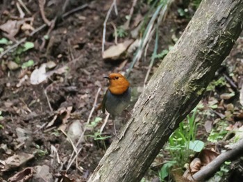 Japanese Robin Hayatogawa Forest Road Sat, 4/20/2024