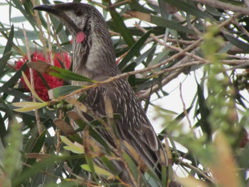 Red Wattlebird オーストラリア Tue, 10/23/2012