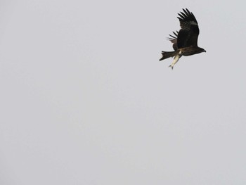 Black Kite North Inba Swamp Sat, 4/20/2024