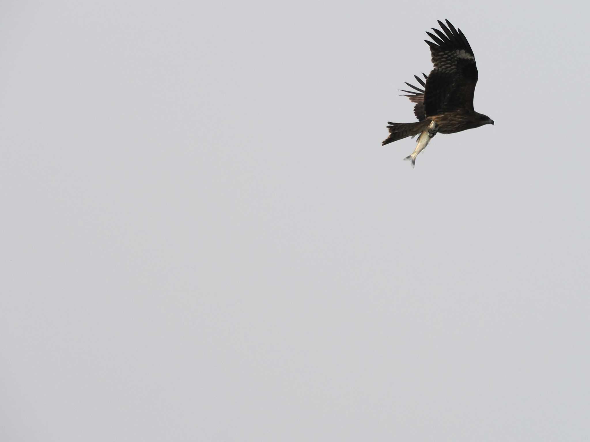 Photo of Black Kite at North Inba Swamp by アカウント11554