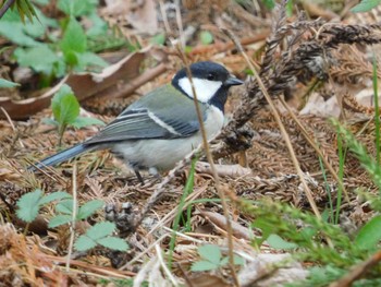 Japanese Tit 赤城自然園 Sat, 4/20/2024