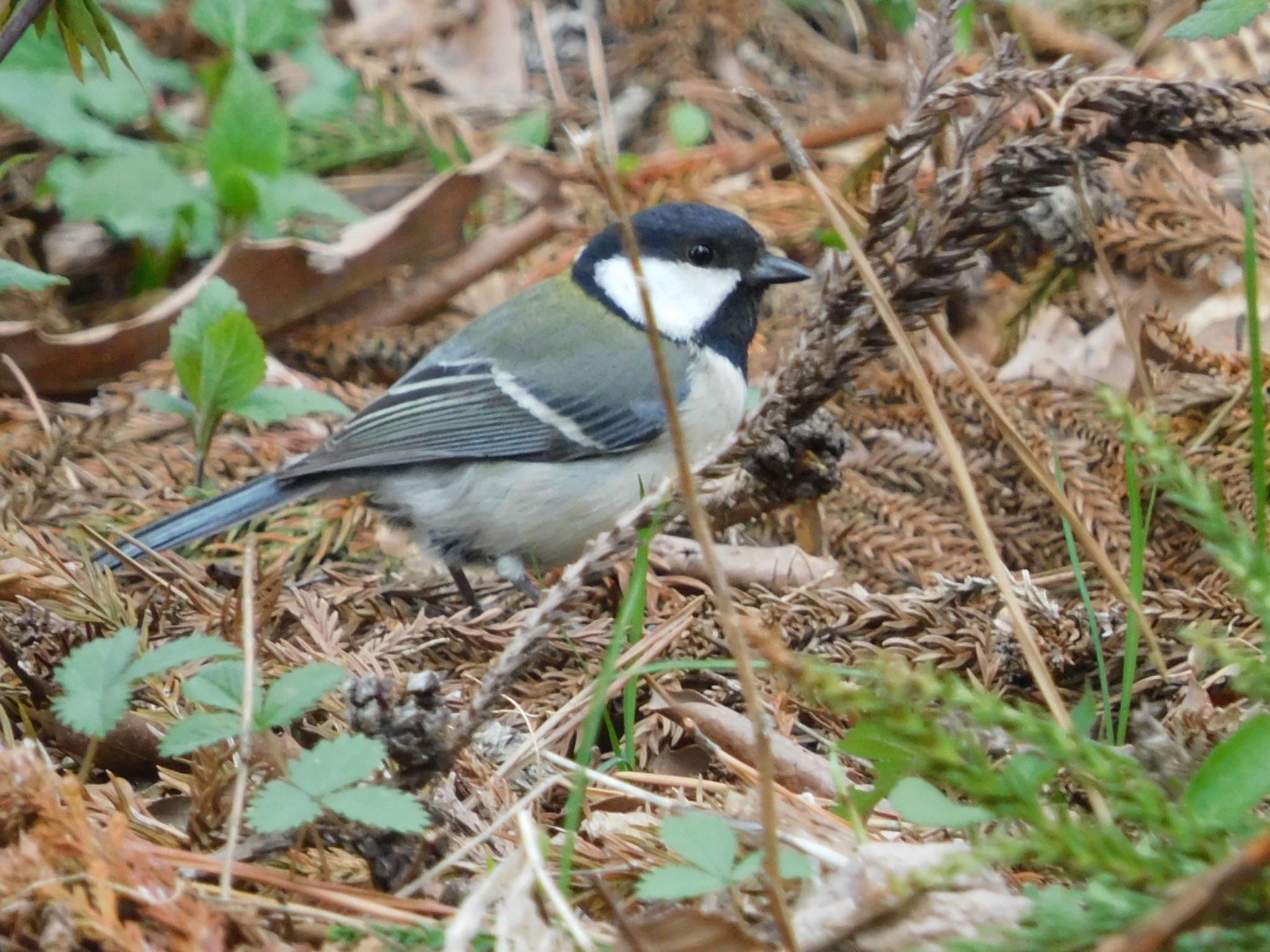 Photo of Japanese Tit at 赤城自然園 by ucello