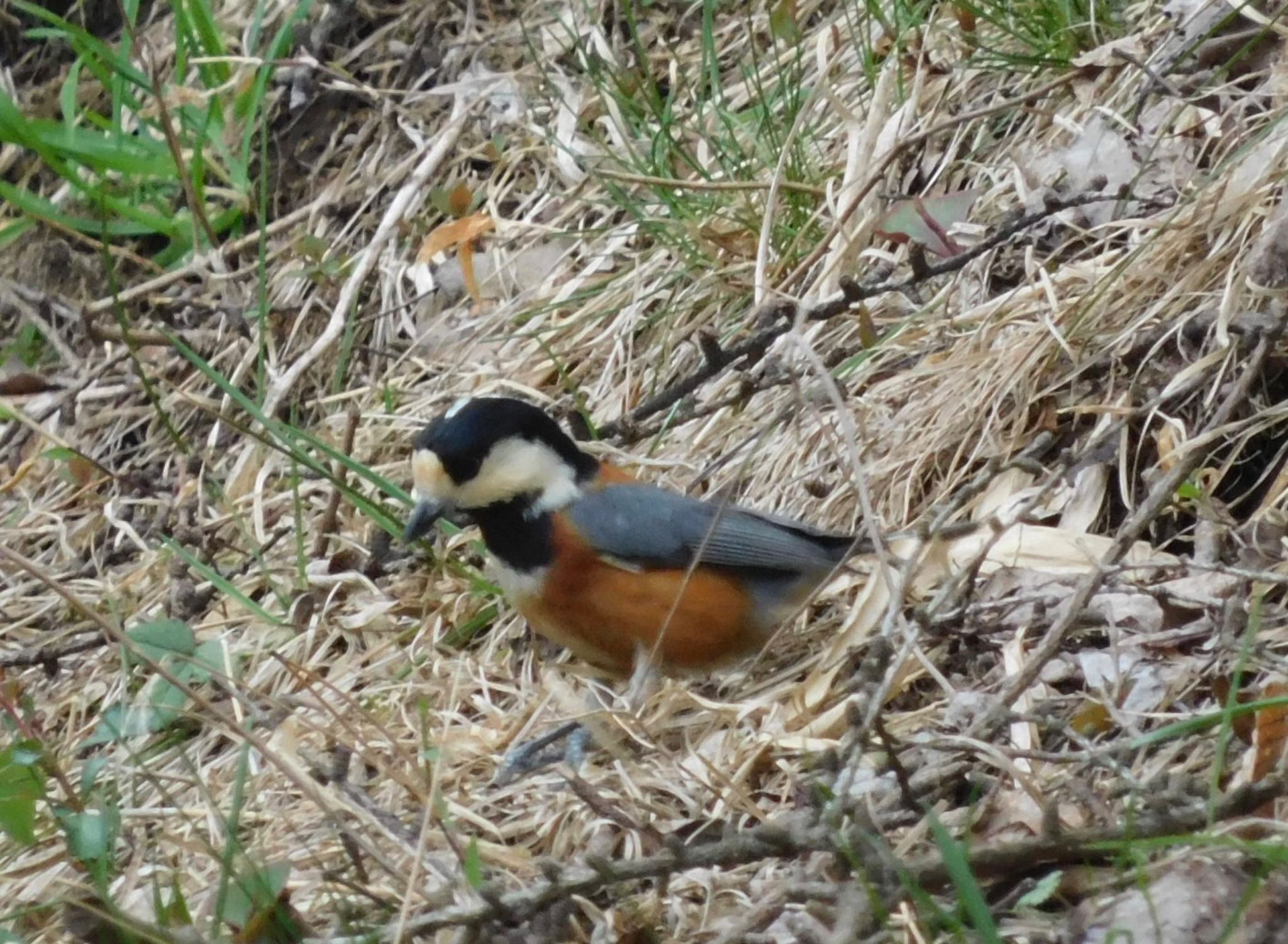 Photo of Varied Tit at 赤城自然園 by ucello