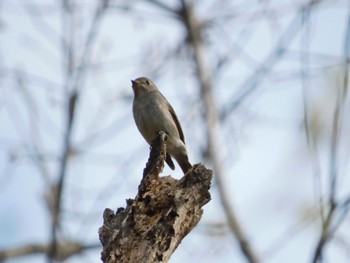 Asian Brown Flycatcher 赤城自然園 Sat, 4/20/2024