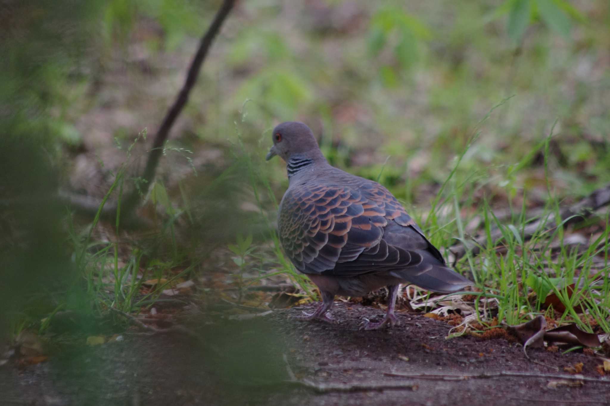 Photo of Oriental Turtle Dove at 洞峰公園 by アカウント15604